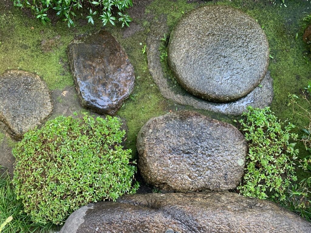 庭　石　苔